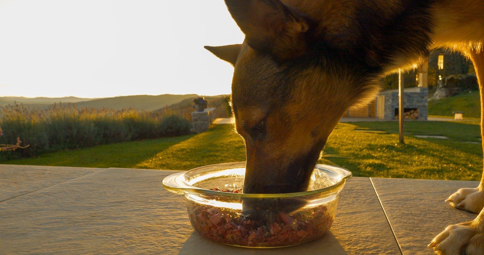 Why Raw Feeding Is the Best Decision You’ll Ever Make for Your Dog