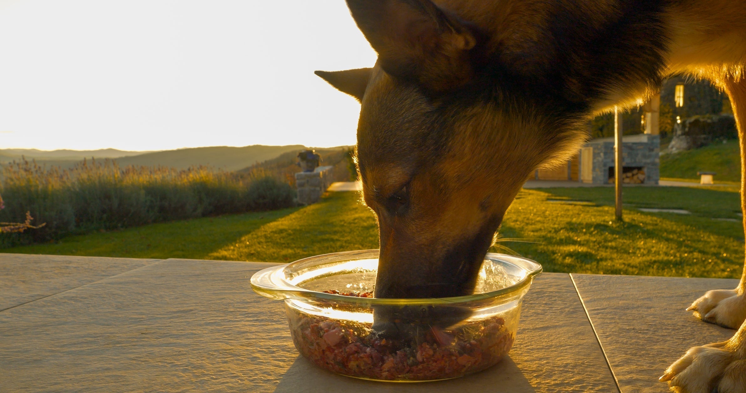 Why Raw Feeding Is the Best Decision You’ll Ever Make for Your Dog